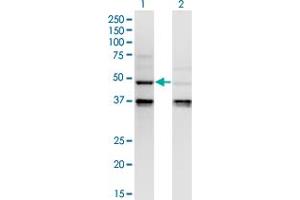 Western Blot analysis of CASP4 expression in transfected 293T cell line by CASP4 monoclonal antibody (M02), clone 7G7. (Caspase 4 Antikörper  (AA 1-377))