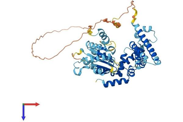 KATNAL1 Protein (AA 1-490) (His tag)