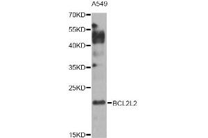 Western blot analysis of extracts of A549 cells, using BCL2L2 Antibody (ABIN1871261) at 1:1000 dilution.