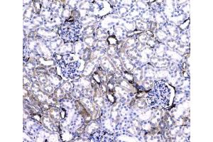 IHC testing of FFPE rat kidney tissue with CD44 antibody at 1ug/ml. (CD44 Antikörper)