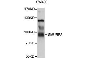 Western blot analysis of extracts of SW480 cells, using SMURF2 antibody. (SMURF2 Antikörper)