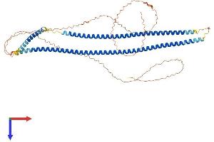 Keratin 10 Protein (KRT10) (AA 1-570) (His tag)