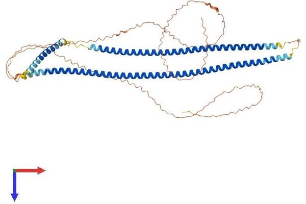 Keratin 10 Protein (KRT10) (AA 1-570) (His tag)