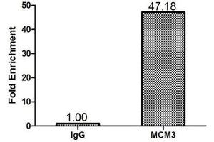 Chromatin Immunoprecipitation 293T (1. (MCM3 Antikörper  (AA 1-295))