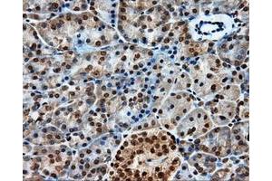 Immunohistochemical staining of paraffin-embedded liver tissue using anti-PTPRE mouse monoclonal antibody. (PTPRE Antikörper)