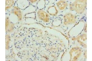 Immunohistochemistry of paraffin-embedded human kidney tissue using ABIN7152793 at dilution of 1:100 (FGF19 Antikörper  (AA 25-216))