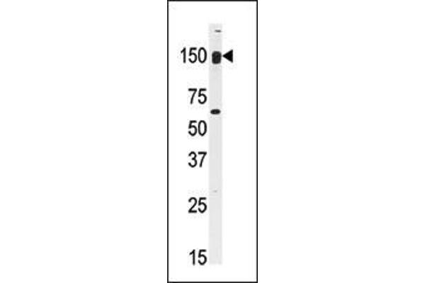 CLASP2 Antikörper  (C-Term)