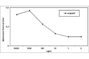 BAFF  mediates survival of freshly isolated splenocytes.