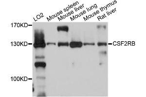Western blot analysis of extracts of various cell lines, using CSF2RB antibody. (CD131 Antikörper)