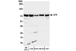 Western Blotting (WB) image for anti-Protein AF-9 (MLLT3) (AA 200-250) antibody (ABIN7449950)