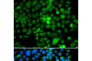 Immunofluorescence analysis of A549 cells using NAP1L3 Polyclonal Antibody (NAP1L3 Antikörper)