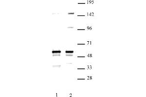 MINA antibody (pAb) tested by Western blot. (MINA Antikörper  (C-Term))