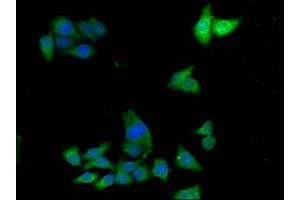 Immunofluorescence staining of HepG2 cells with ABIN7143652 at 1:133,counter-stained with DAPI. (ADH7 Antikörper  (AA 1-386))