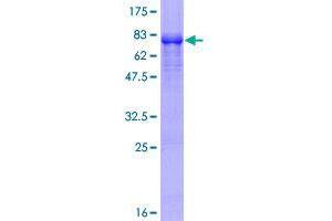 ZNF597 Protein (AA 1-424) (GST tag)