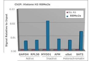 Chromatin Immunoprecipitation of Histone H3 [Sym-dimethyl Arg8] Antibody. (Histone 3 Antikörper  (H3R8me2s))