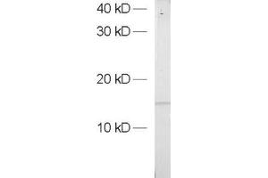 Western Blotting (WB) image for anti-Actin Related Protein 2/3 Complex, Subunit 5, 16kDa (ARPC5) (AA 19-24) antibody (ABIN1742556)