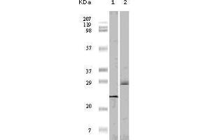Western blot analysis using 4E-BP1 mouse mAb against truncated 4E-BP1 recombinant protein(1)and A431 cell lysate (2). (eIF4EBP1 Antikörper)