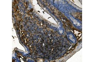 IHC analysis of RENT1/hUPF1 using anti-RENT1/hUPF1 antibody (ABIN7602979).
