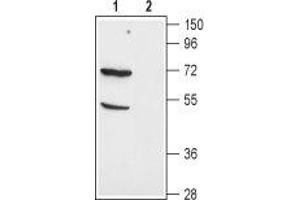 Western blot analysis of mouse kidney lysate: - 1. (SLC1A1 Antikörper  (C-Term, Intracellular))