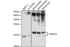 Western blot analysis of extracts of various cell lines, using MRPS14 antibody (ABIN7270013) at 1:1000 dilution. (RPS14 Antikörper  (AA 1-128))