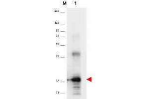 Western blot using  anti-Human IL-33 antibody shows detection of a band ~18 kDa in size corresponding to recom-binant human IL-33 (lane 1). (IL-33 Antikörper  (Biotin))