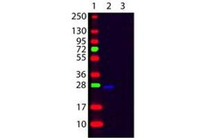 Image no. 1 for Goat anti-Human Ig (Chain kappa), (Light Chain) antibody (FITC) (ABIN300469) (Ziege anti-Human Ig (Chain kappa), (Light Chain) Antikörper (FITC))