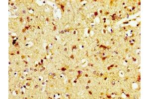 IHC image of ABIN7172324 diluted at 1:600 and staining in paraffin-embedded human brain tissue performed on a Leica BondTM system. (TAAR5 Antikörper  (AA 1-34))