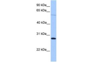 Western Blotting (WB) image for anti-Cerebellin 4 Precursor (CBLN4) antibody (ABIN2463524) (CBLN4 Antikörper)