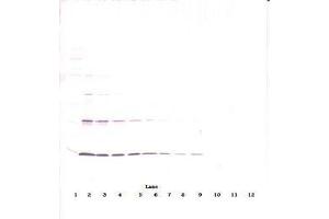 Image no. 3 for anti-Leptin (LEP) antibody (ABIN465530) (Leptin Antikörper)