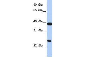GPR15 antibody (70R-10504) used at 0. (GPR15 Antikörper  (N-Term))