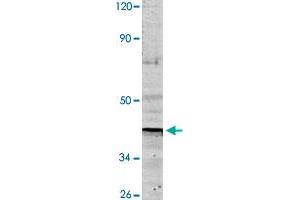 Western blot analysis of HeLa cell lysate with ND1 polyclonal antibody  at 1:500 dilution. (MT-ND1 Antikörper)