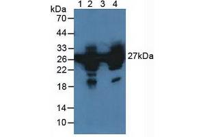 Figure. (HSP27 Antikörper  (AA 1-201))
