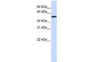 WB Suggested Anti-TUBA4A Antibody Titration:  0. (TUBA4A Antikörper  (Middle Region))