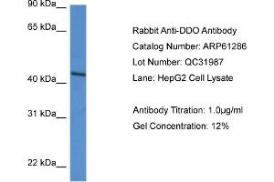 Western Blotting (WB) image for anti-D-Aspartate Oxidase (DDO) (N-Term) antibody (ABIN2788752) (DDO Antikörper  (N-Term))