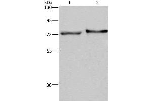 Western Blot analysis of Mouse skin tissue and HT-29 cell using TRIM29 Polyclonal Antibody at dilution of 1:450 (TRIM29 Antikörper)