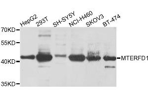 Western blot analysis of extracts of various cell lines, using MTERFD1 antibody.