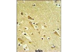 AF1 Antibody (N-term) (ABIN651253 and ABIN2840155) IHC analysis in formalin fixed and raffin embedded human brain tissue followed by peroxidase conjugation of the secondary antibody and DAB staining.
