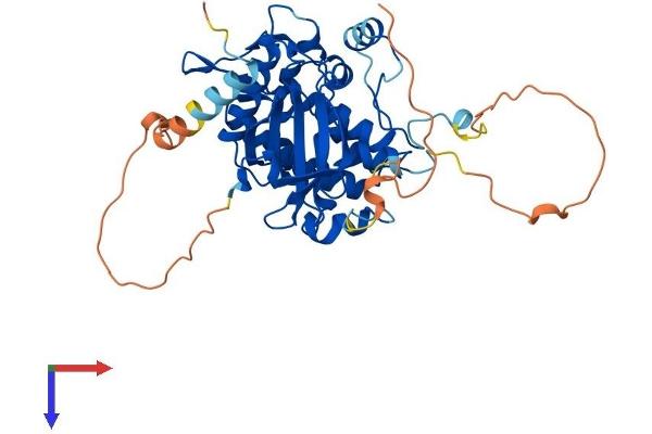STRADA Protein (AA 1-431) (His tag)