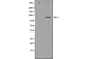 Western blot analysis of Hela whole cell lysates, using MAPK7 Antibody. (MAPK7 Antikörper  (Internal Region))