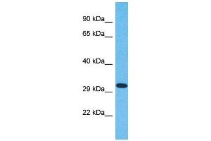 Western Blotting (WB) image for anti-Olfactory Receptor, Family 6, Subfamily N, Member 2 (OR6N2) (C-Term) antibody (ABIN2791768) (OR6N2 Antikörper  (C-Term))