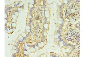 Immunohistochemistry of paraffin-embedded human small intestine tissue using ABIN7145650 at dilution of 1:100 (BRINP2 Antikörper  (AA 34-300))