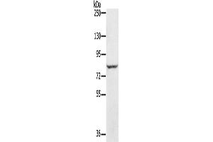 Western Blotting (WB) image for anti-Ring Finger Protein 43 (RNF43) antibody (ABIN2433704) (RNF43 Antikörper)
