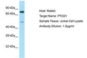 Image no. 1 for anti-Pentatricopeptide Repeat Domain 1 (PTCD1) (AA 51-100) antibody (ABIN6750226) (PTCD1 Antikörper  (AA 51-100))