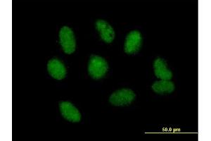 Immunofluorescence of purified MaxPab antibody to NSMCE1 on HeLa cell. (NSMCE1 Antikörper  (AA 1-256))