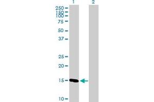 Western Blot analysis of COX4I1 expression in transfected 293T cell line by COX4I1 MaxPab polyclonal antibody. (COX IV Antikörper  (AA 1-169))