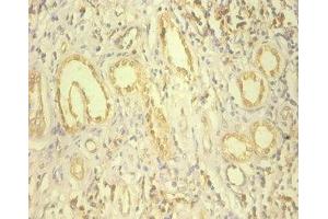 Immunohistochemistry of paraffin-embedded human kidney tissue using ABIN7151703 at dilution of 1:100 (HSP9B1 (AA 27-799) Antikörper)