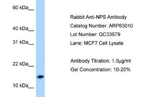 Western Blotting (WB) image for anti-Neuropeptide S (NPS) (N-Term) antibody (ABIN971284) (NPS Antikörper  (N-Term))