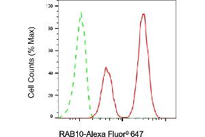 anti-RAB10, Member RAS Oncogene Family (RAB10) antibody
