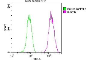 Overlay histogram showing A549 cells stained with ABIN7127484 (red line) at 1:50. (Rekombinanter Fatty Acid Synthase Antikörper)