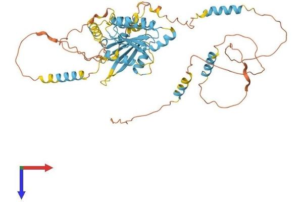 DYNC1LI1 Protein (AA 1-523) (His tag)